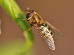 Syrphus torvus